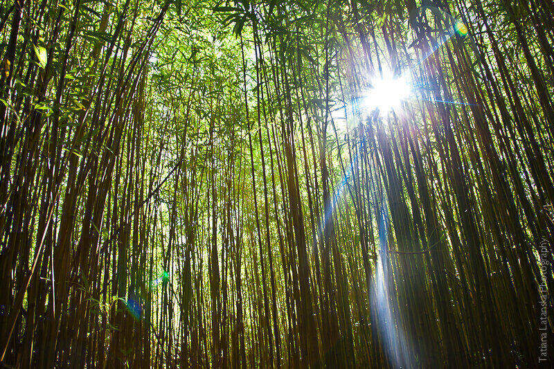 maui-august-2011-5