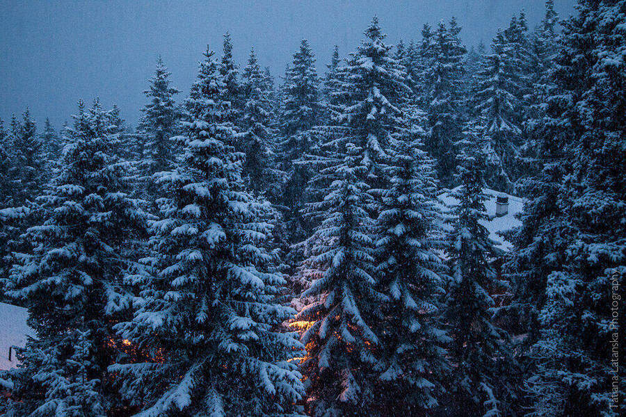swiss-squirels-34