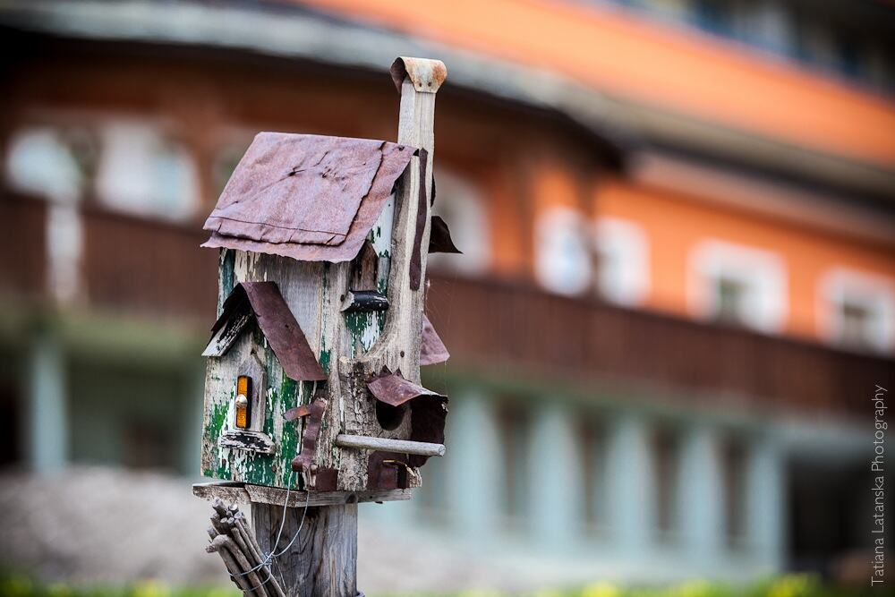 swiss-squirrels-02