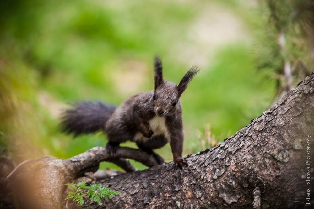 swiss-squirrels-04