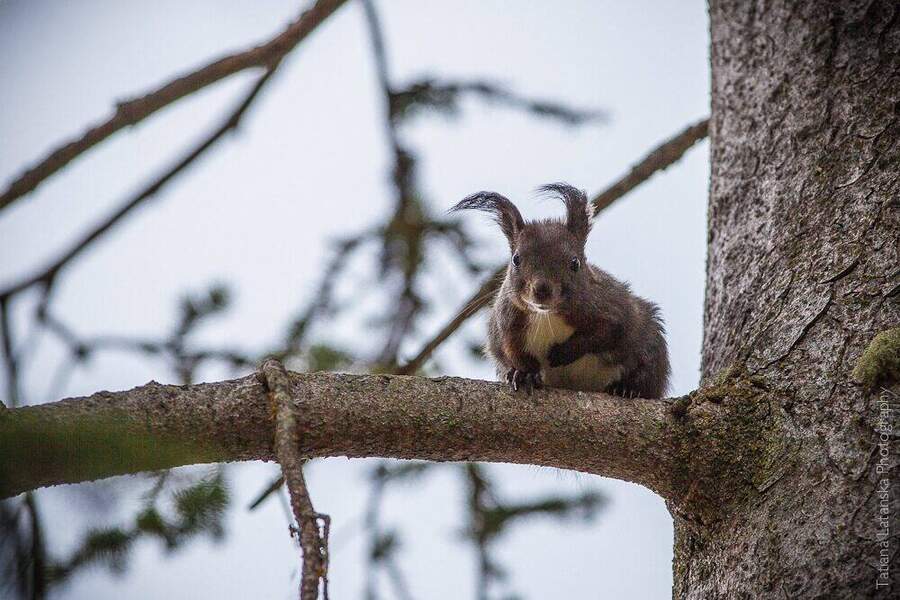 swiss-squirrels-05