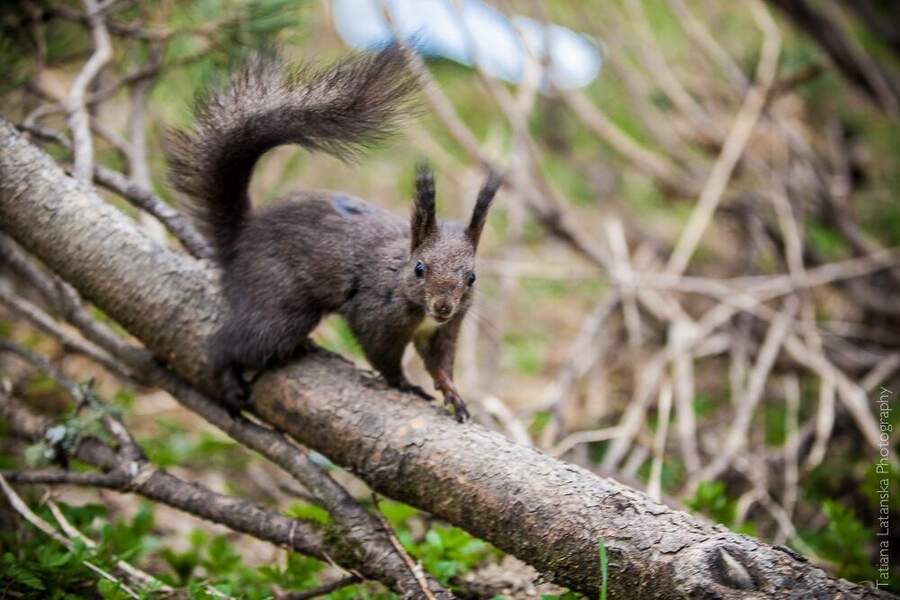 swiss-squirrels-06