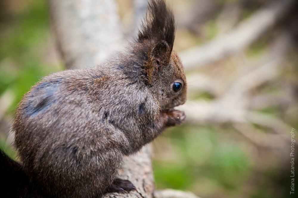 swiss-squirrels-10