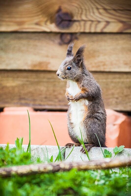 swiss-squirrels-15