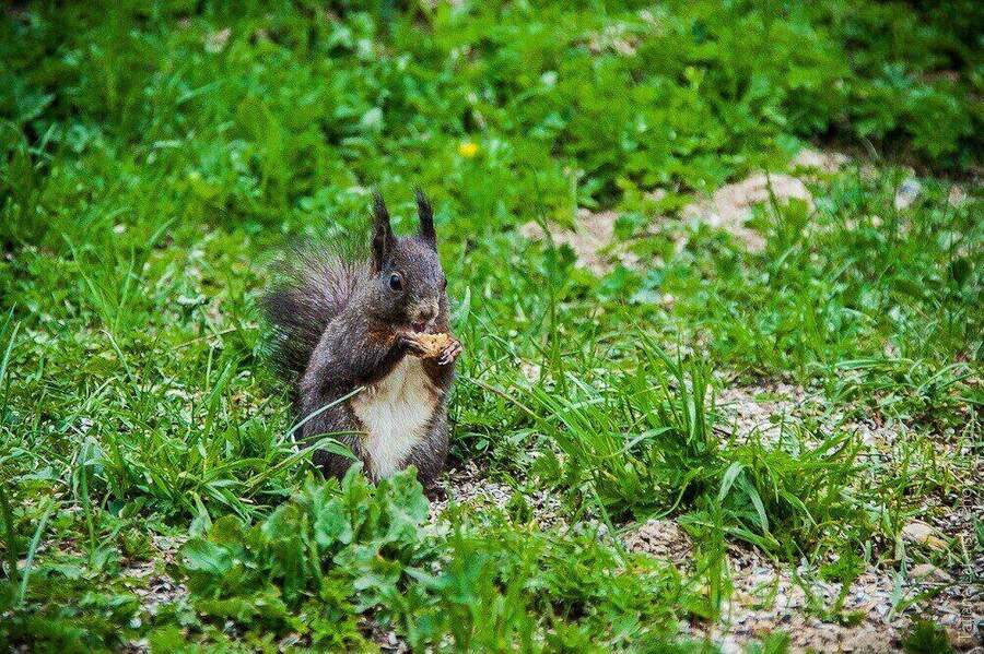 swiss-squirrels-16