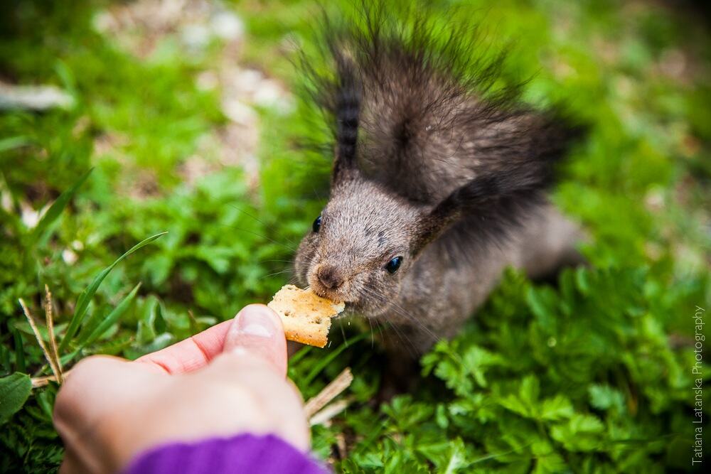 swiss-squirrels-18
