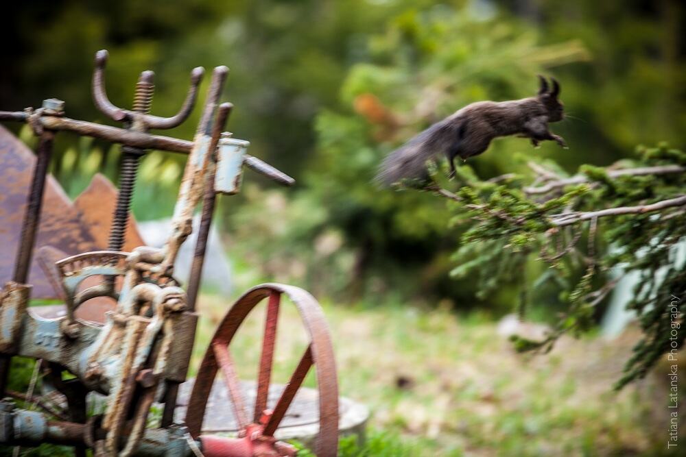 swiss-squirrels-20