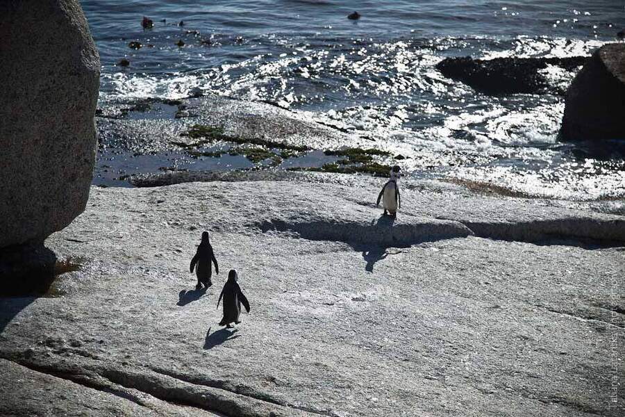 African Penguins - 03