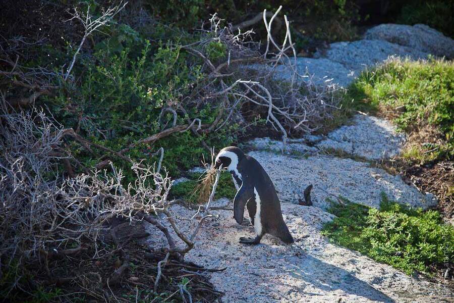 African Penguins - 09