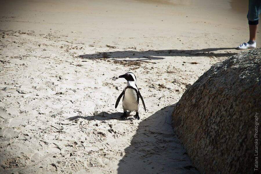 African Penguins - 11