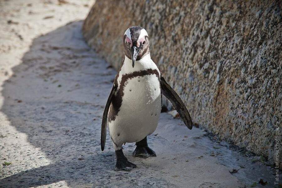 African Penguins - 12