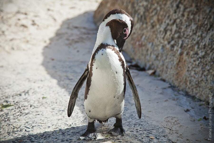 African Penguins - 13