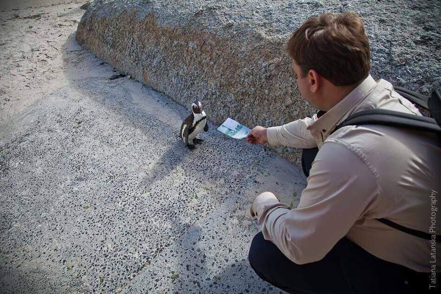African Penguins - 14