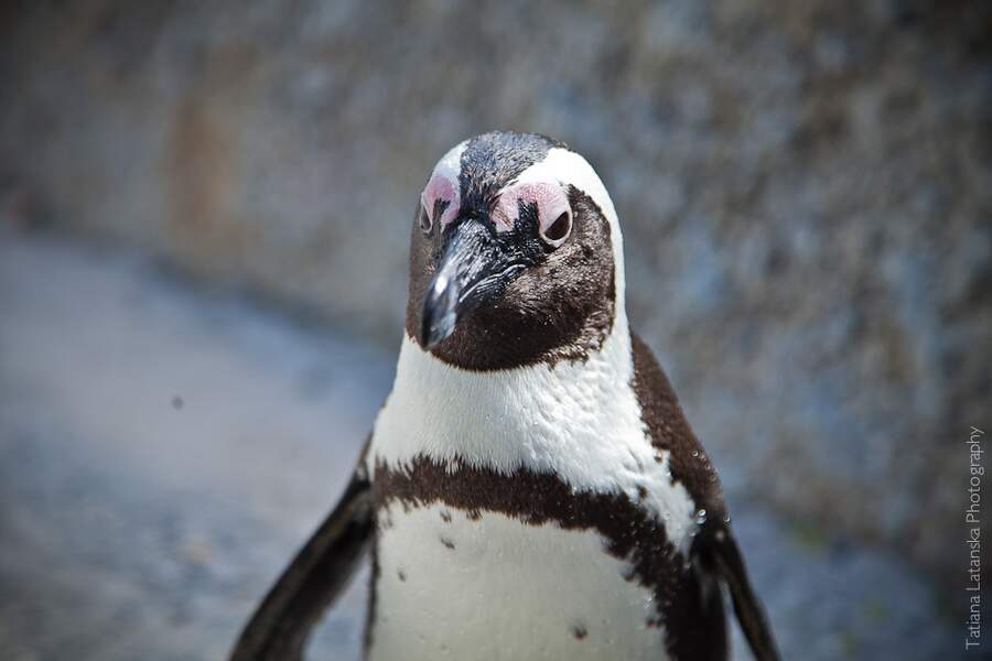 African Penguins - 16
