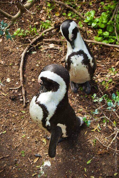 African Penguins - 20