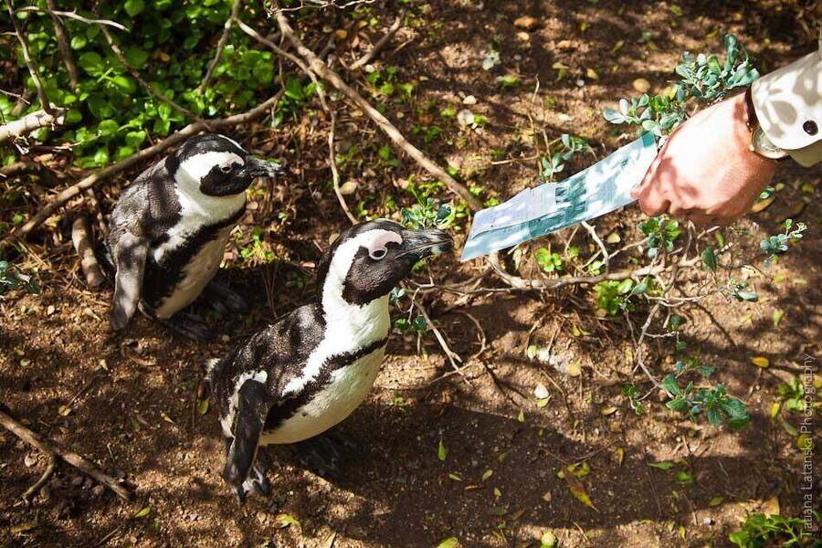 African Penguins - 21
