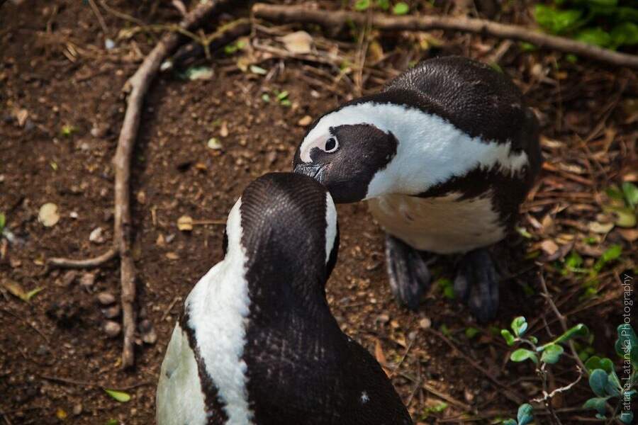 African Penguins - 22