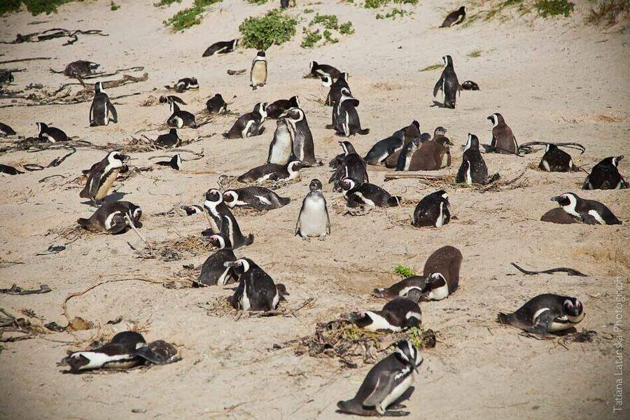 African Penguins - 24