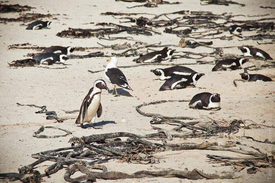 African Penguins - 25