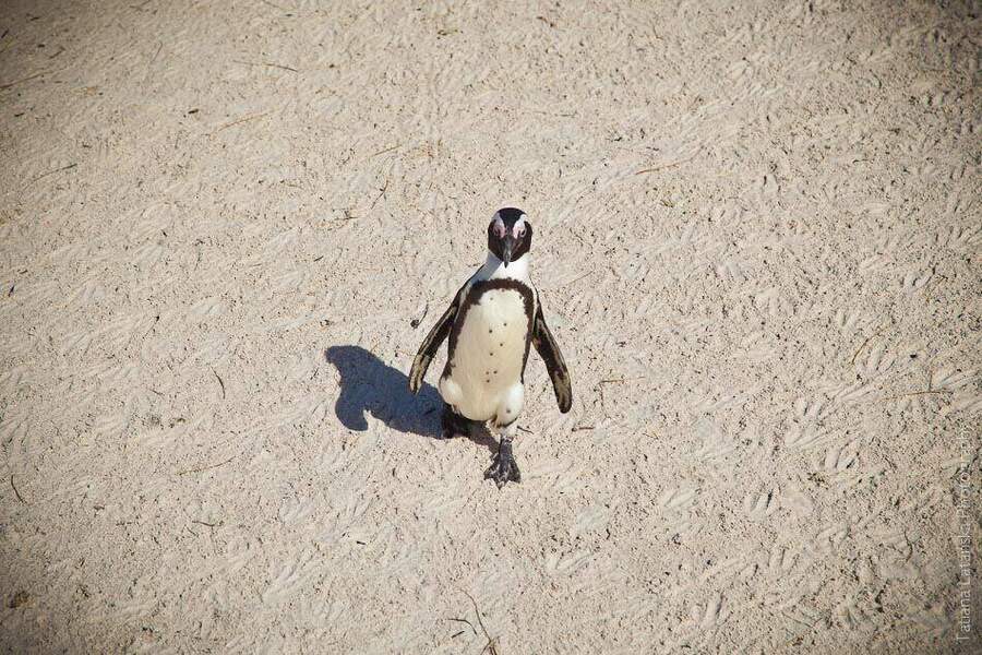 African Penguins - 26