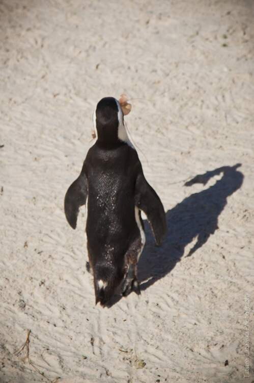 African Penguins - 27