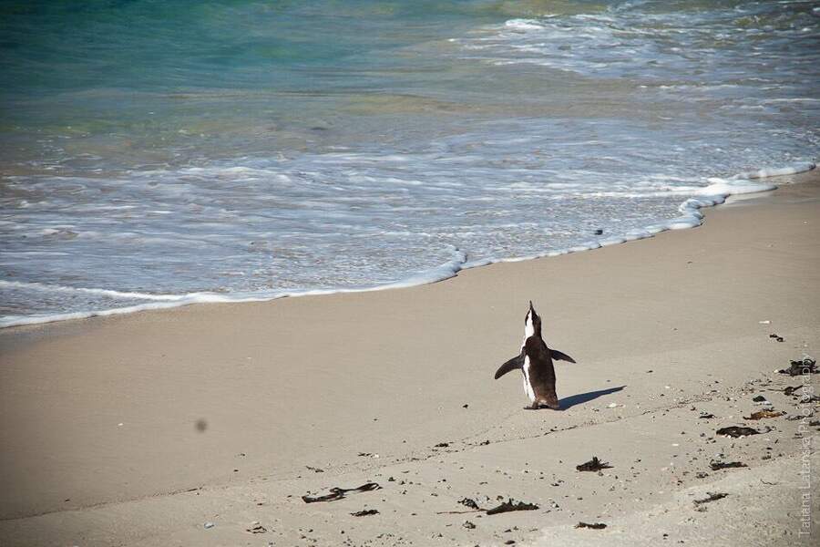 African Penguins - 29