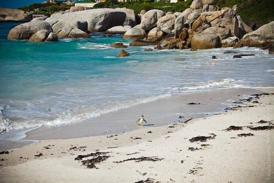 African Penguins - 30
