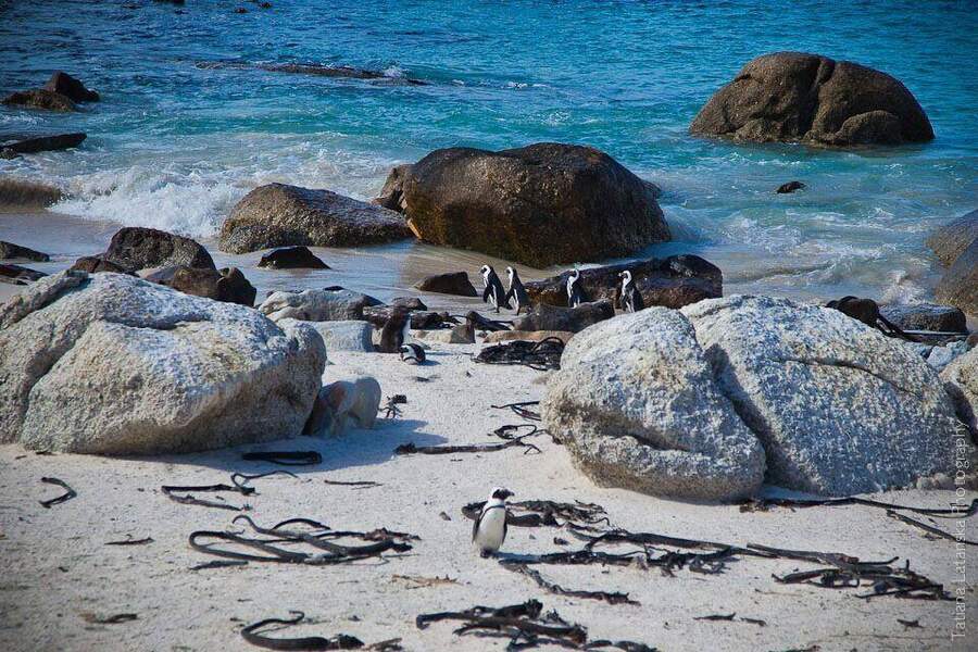 African Penguins - 31
