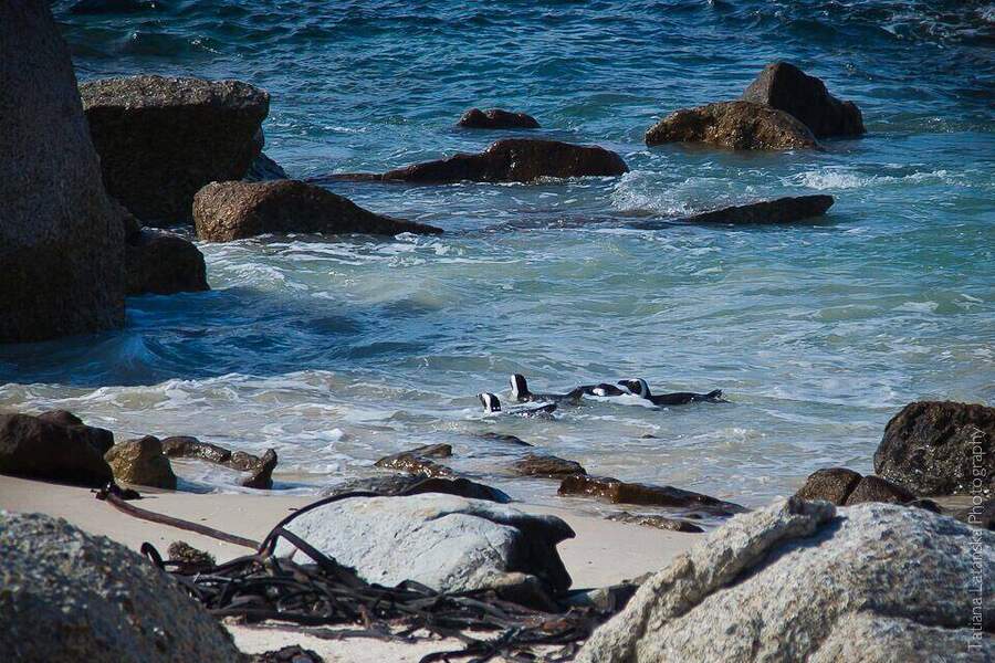 African Penguins - 32