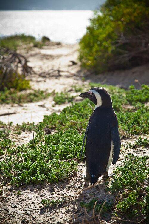 African Penguins - 34