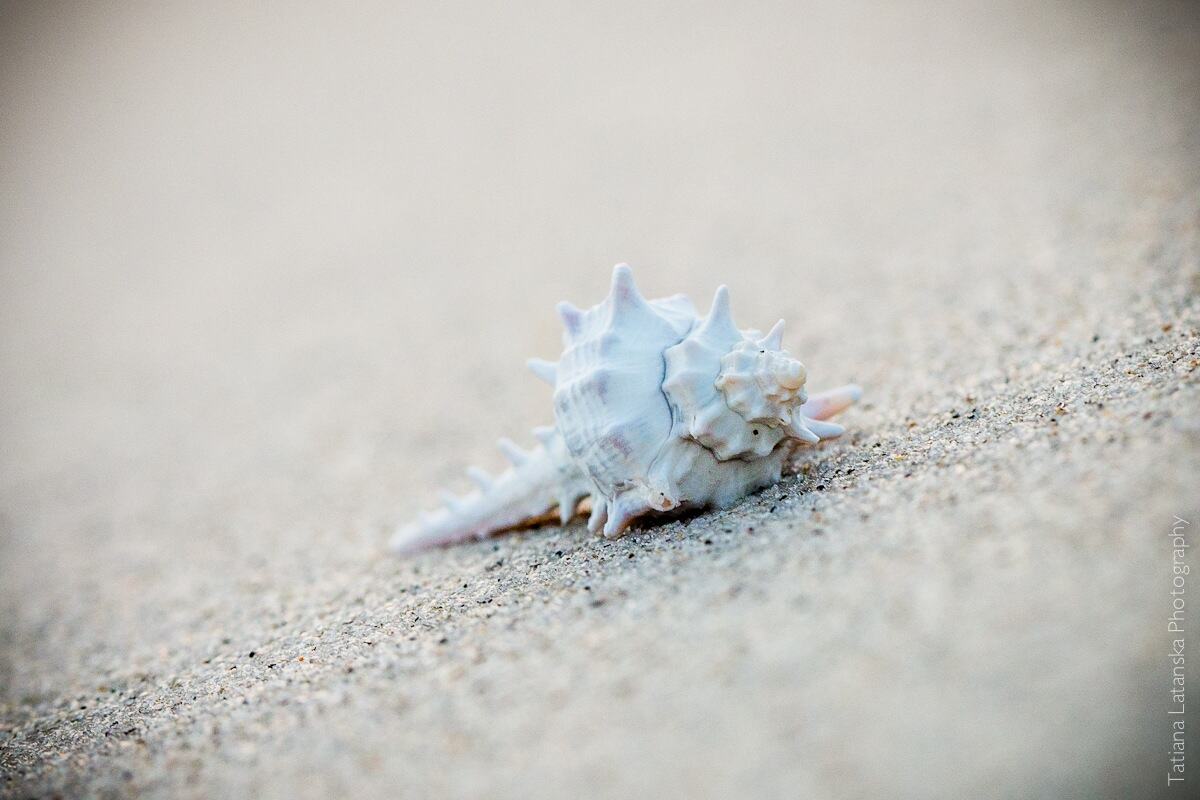 Sea-shells - 03