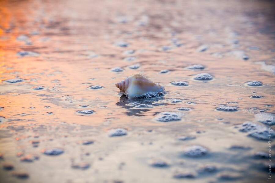 Sea-shells - 04