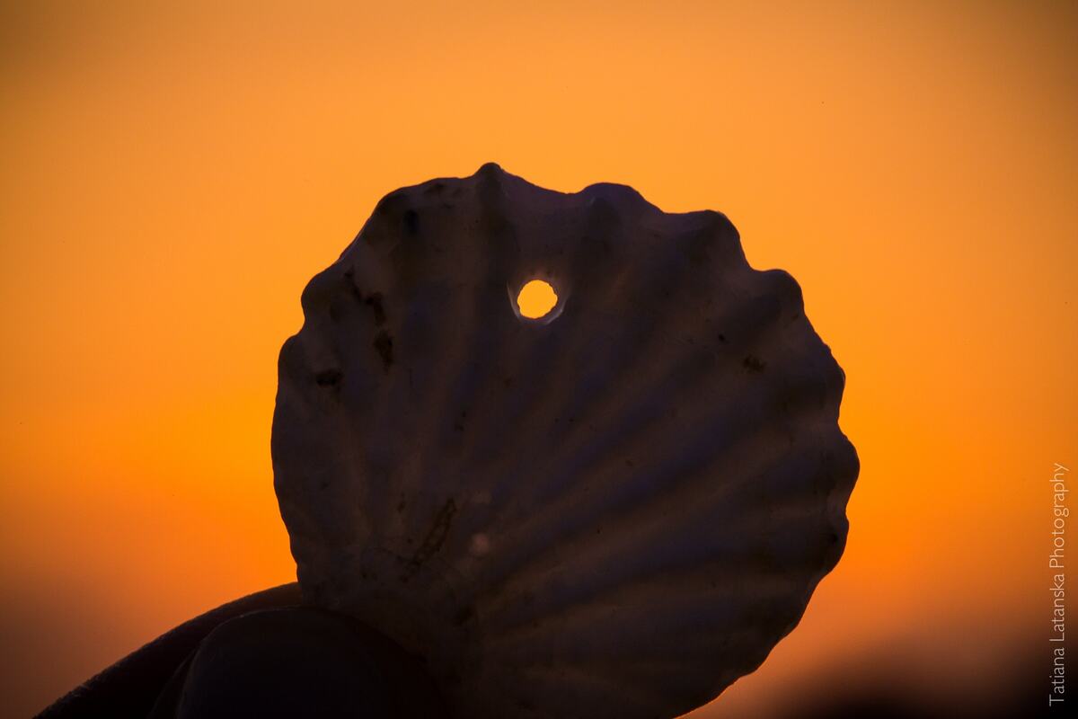 Sea-shells - 05