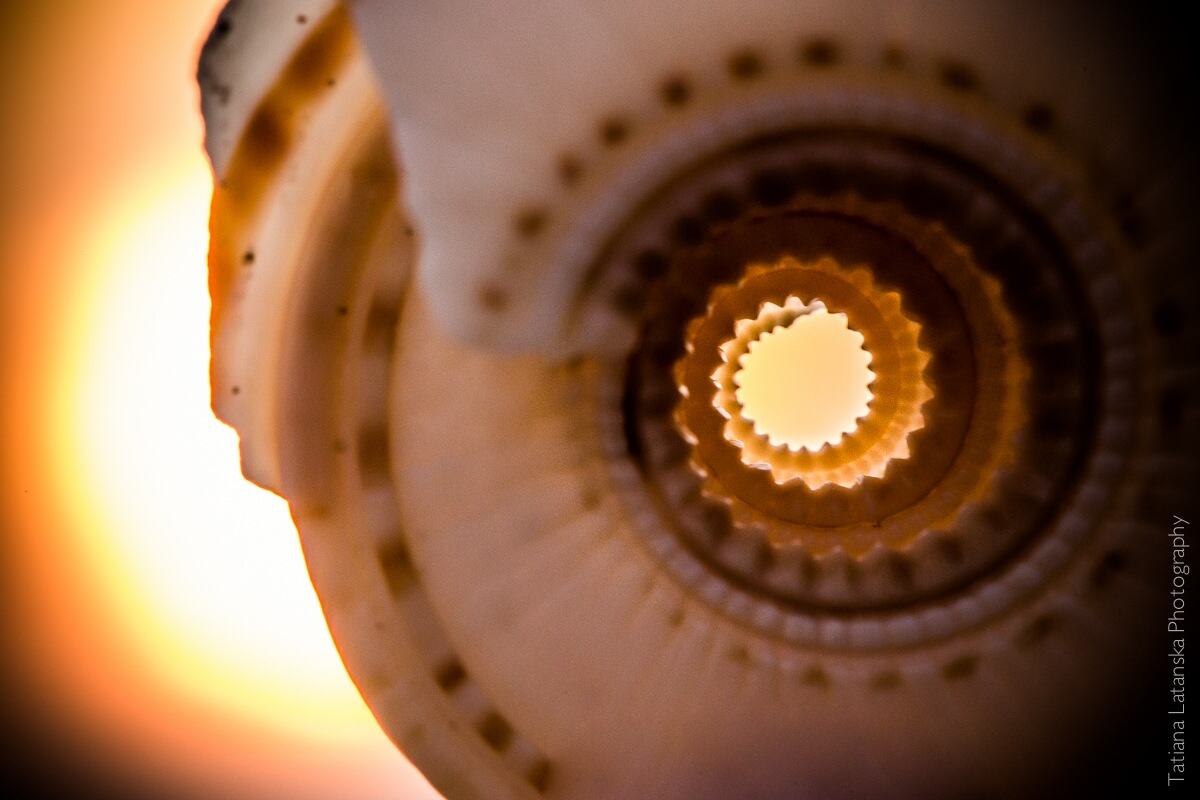 Sea-shells - 07