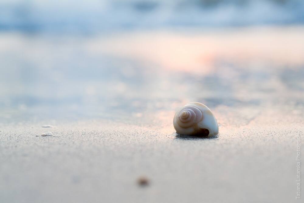 Sea-shells - 08