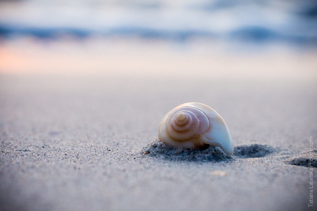 Sea-shells - 09