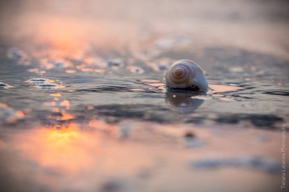 Sea-shells - 12