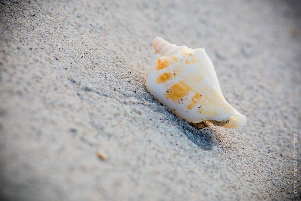 Sea-shells - 14
