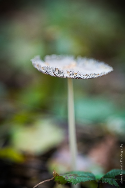 Fall-forest - 25