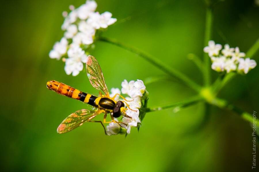 Severinovka-summer - 19