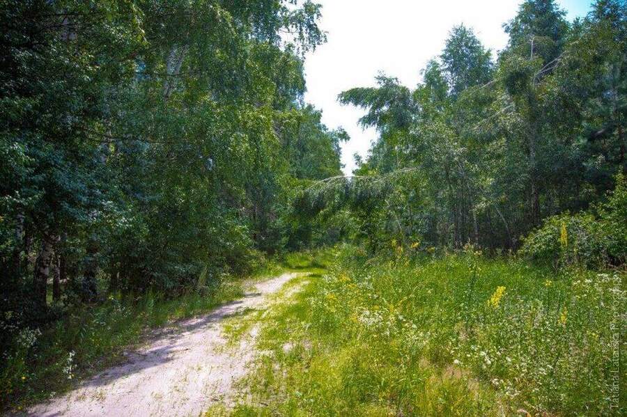Severinovka-summer - 21