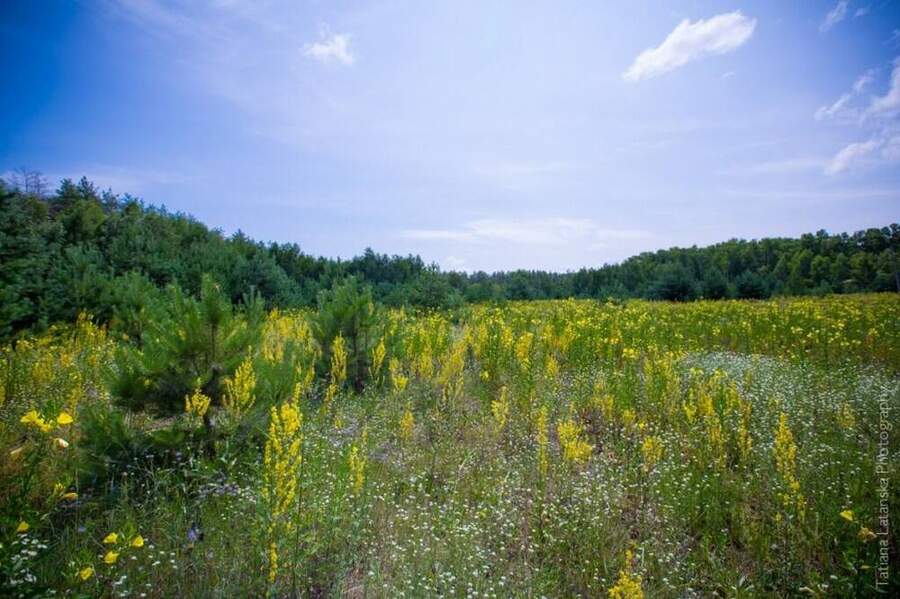 Severinovka-summer - 22