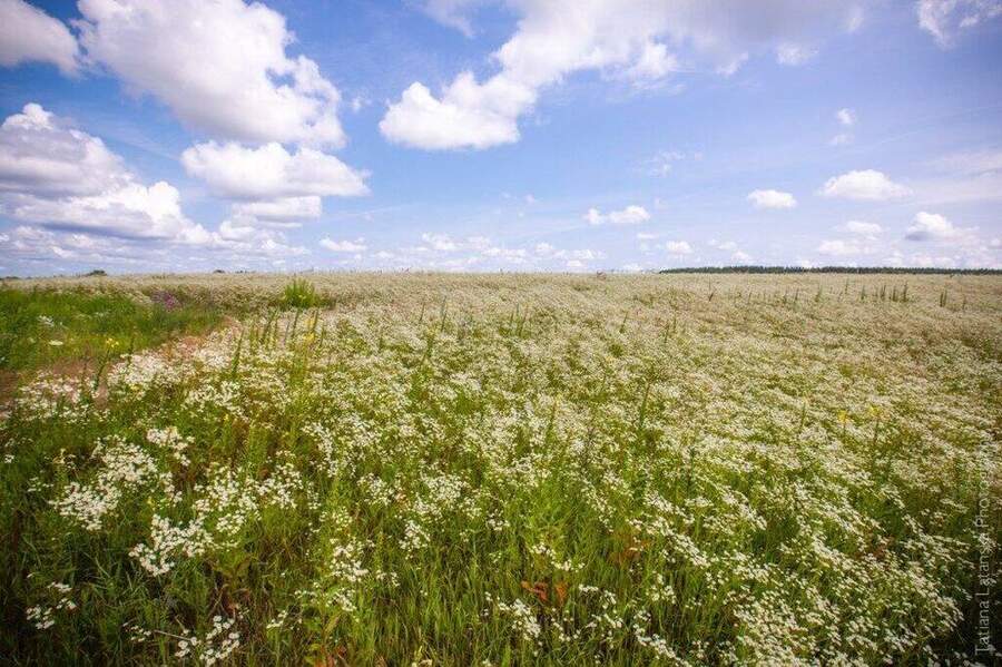 Severinovka-summer - 26