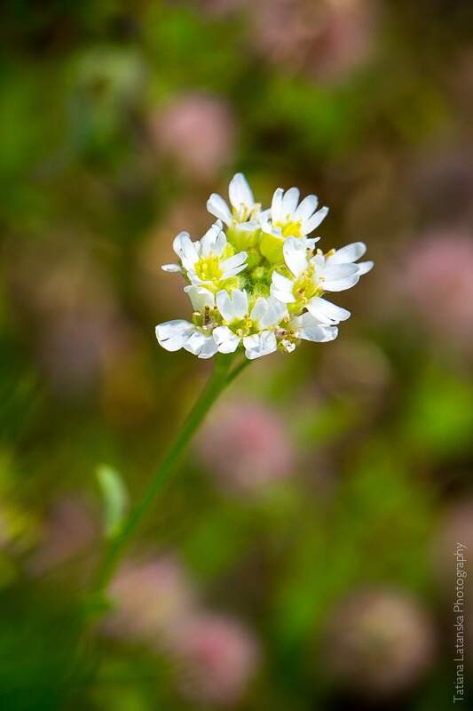 Severinovka-summer - 33