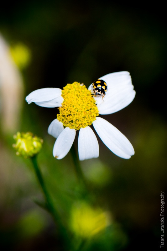 Severinovka-summer - 47