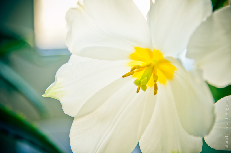 Фото Татьяны Латанской, Весна, тюльпаны