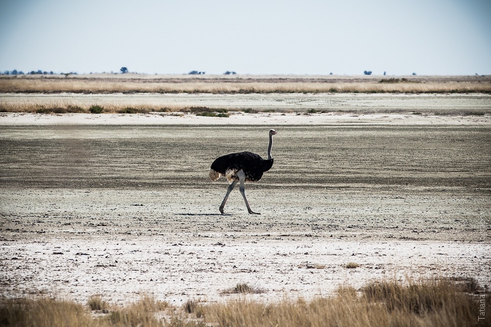 Намибия. Сафари. Фото Татьяны Латанской