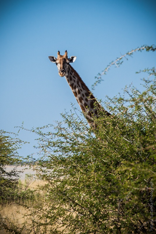 Намибия. Сафари. Фото Татьяны Латанской