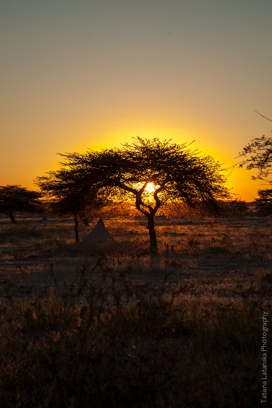 Намибия. Сафари. Фото Татьяны Латанской.
