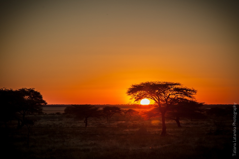 Намибия. Сафари. Фото Татьяны Латанской.